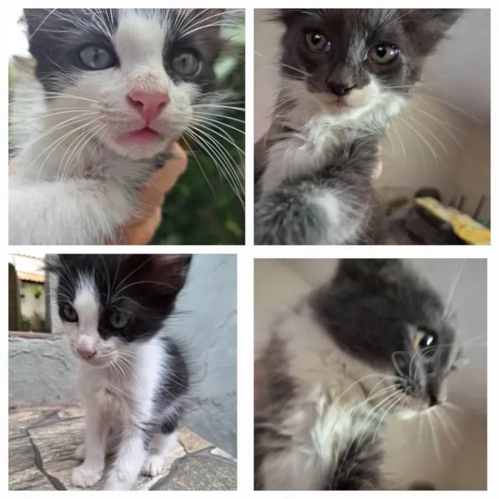 Gato ra a SRD-ViraLata idade Abaixo de 2 meses nome Gatinhos lindos 