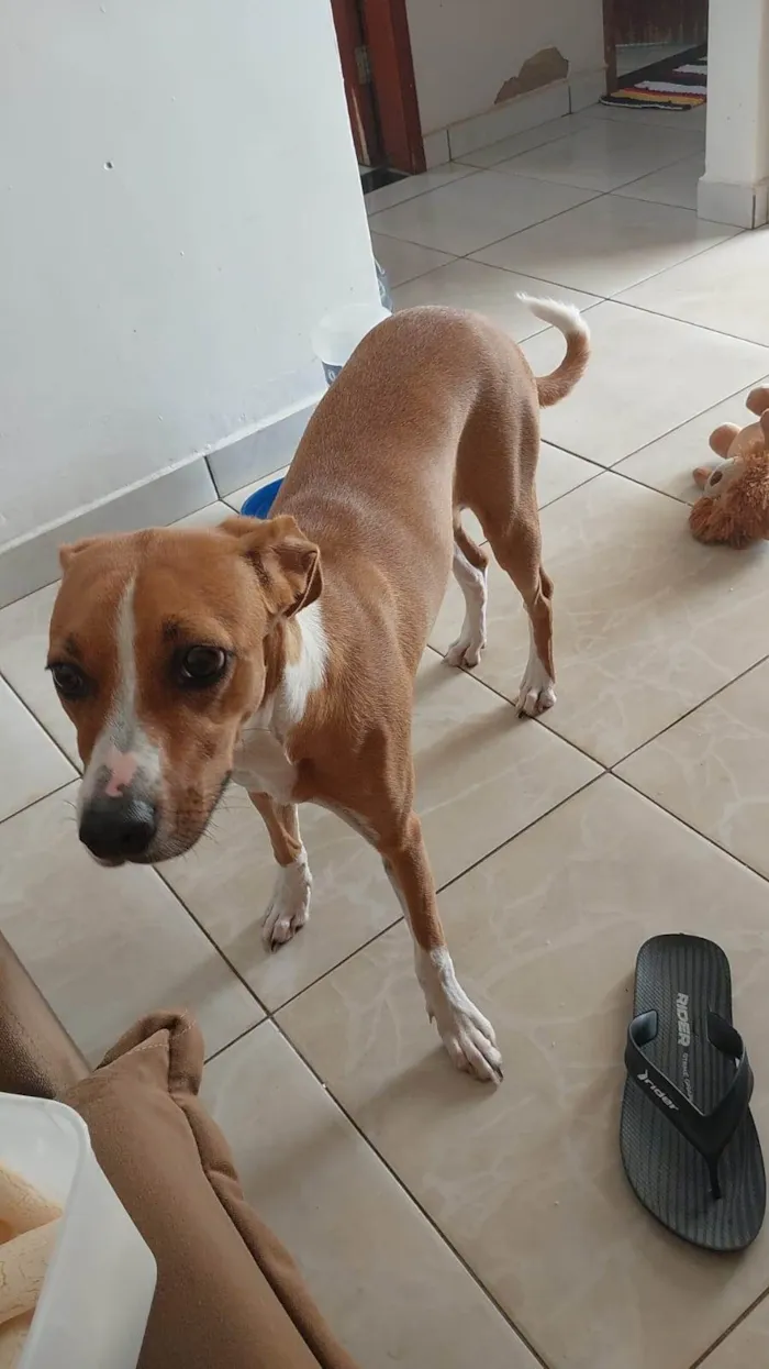 Cachorro ra a SRD-ViraLata idade 7 a 11 meses nome Mel 