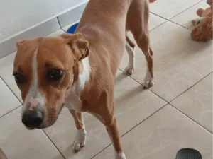 Cachorro raça SRD-ViraLata idade 7 a 11 meses nome Mel 