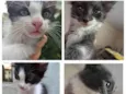 Gatinhos lindos