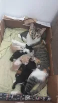 GATOS ABANDONADOS