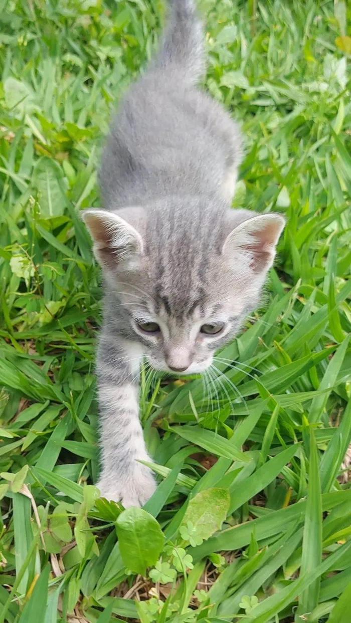 Gato ra a SRD-ViraLata idade Abaixo de 2 meses nome Alfa