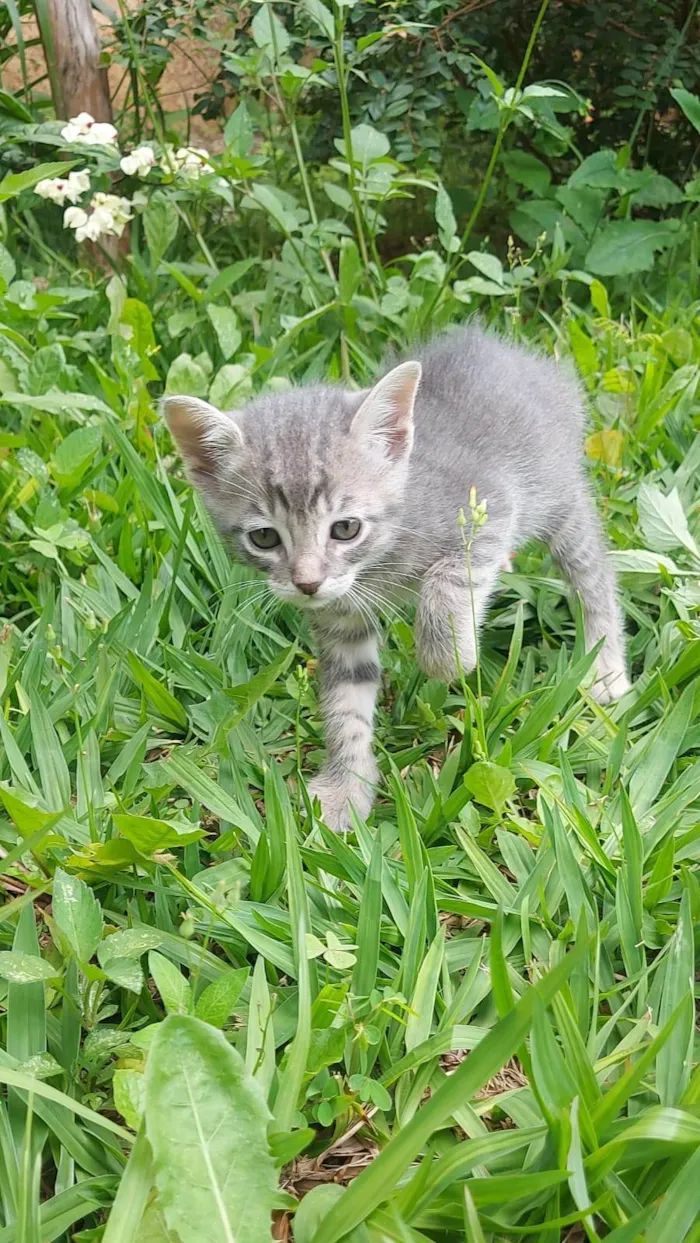 Gato ra a SRD-ViraLata idade Abaixo de 2 meses nome Alfa