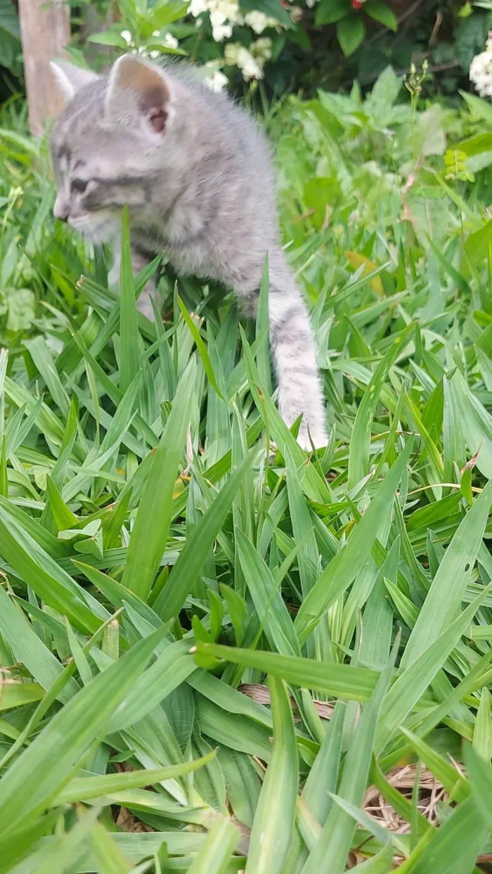 Gato ra a SRD-ViraLata idade Abaixo de 2 meses nome Alfa