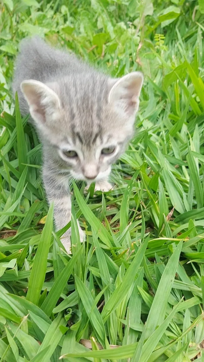 Gato ra a SRD-ViraLata idade Abaixo de 2 meses nome Alfa