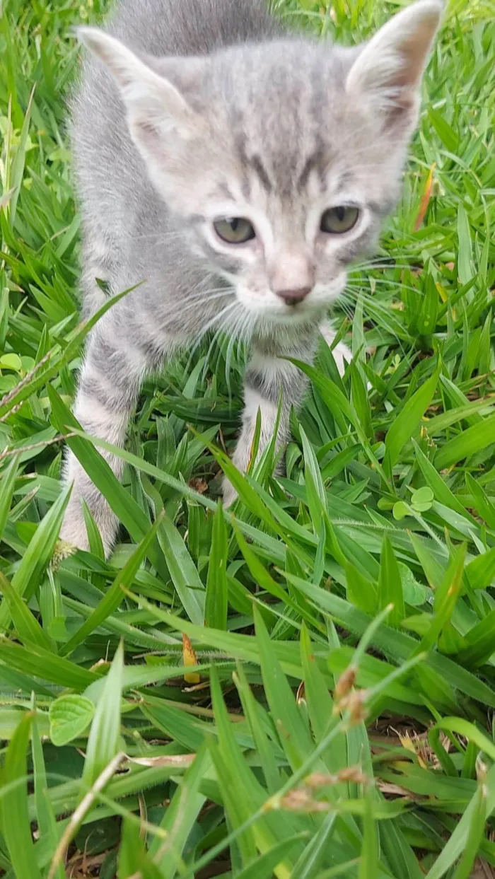 Gato ra a SRD-ViraLata idade Abaixo de 2 meses nome Alfa