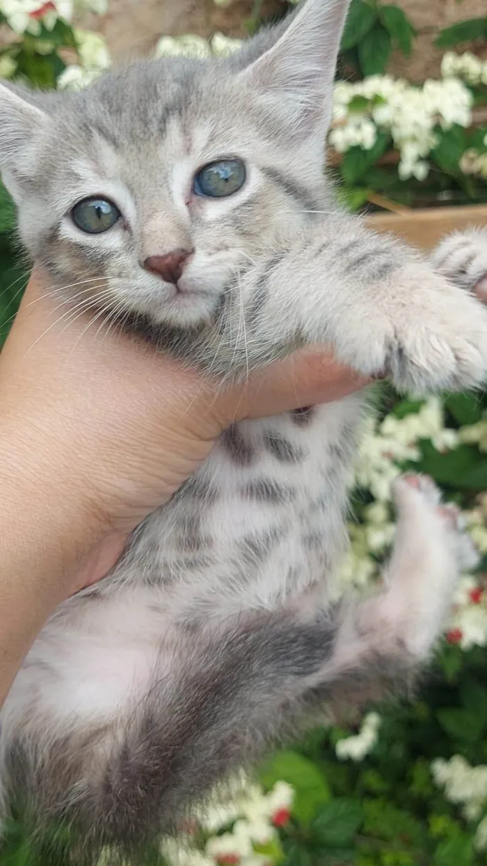 Gato ra a SRD-ViraLata idade Abaixo de 2 meses nome Alfa