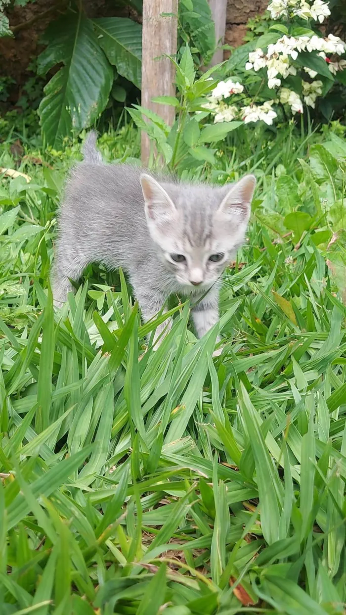 Gato ra a SRD-ViraLata idade Abaixo de 2 meses nome Alfa