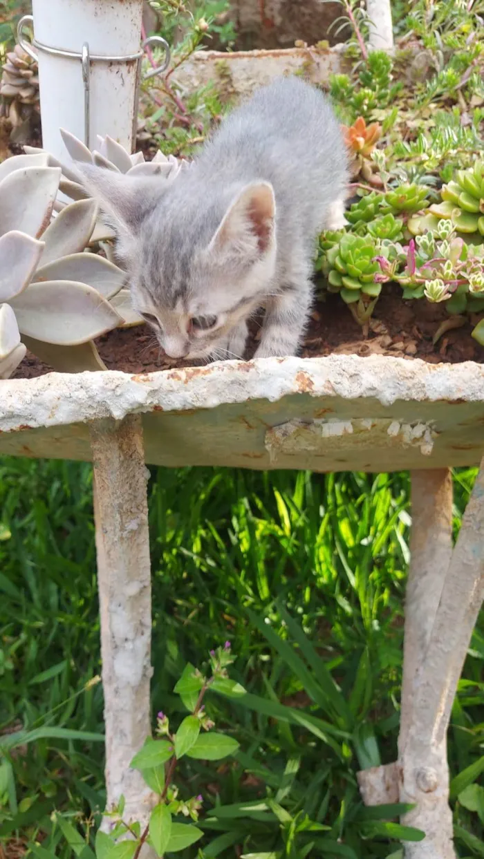 Gato ra a SRD-ViraLata idade Abaixo de 2 meses nome Alfa