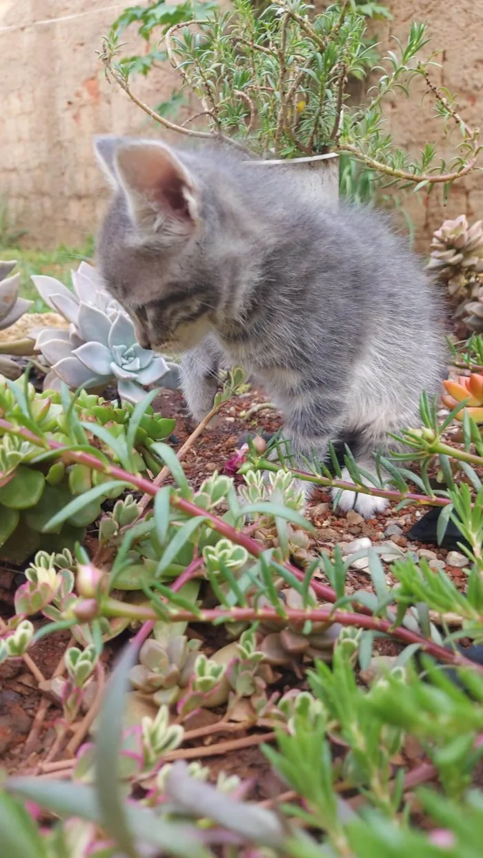 Gato ra a SRD-ViraLata idade Abaixo de 2 meses nome Alfa