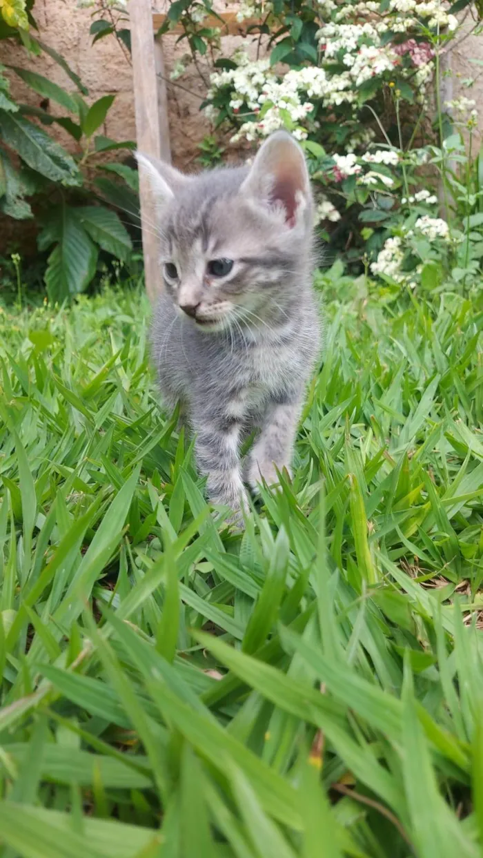 Gato ra a SRD-ViraLata idade Abaixo de 2 meses nome Alfa