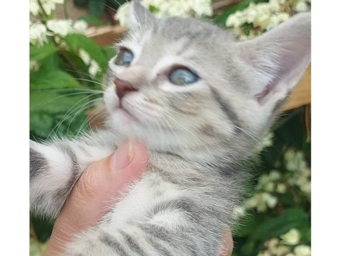 Gato ra a SRD-ViraLata idade Abaixo de 2 meses nome Alfa