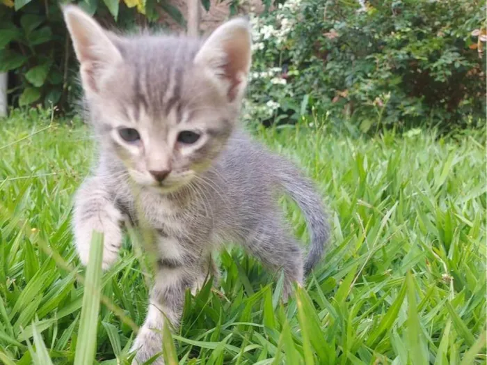 Gato ra a SRD-ViraLata idade Abaixo de 2 meses nome Alfa