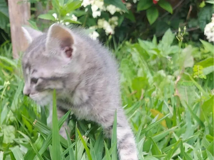 Gato ra a SRD-ViraLata idade Abaixo de 2 meses nome Alfa