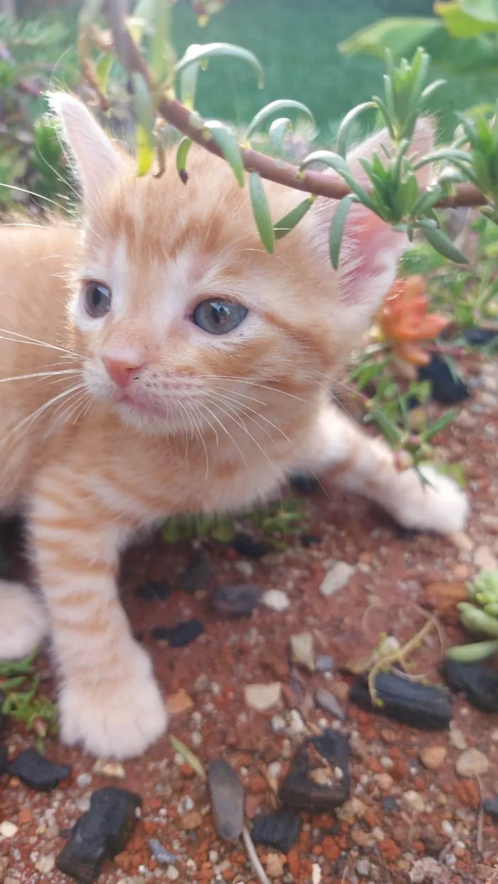 Gato ra a SRD-ViraLata idade Abaixo de 2 meses nome Caramelo