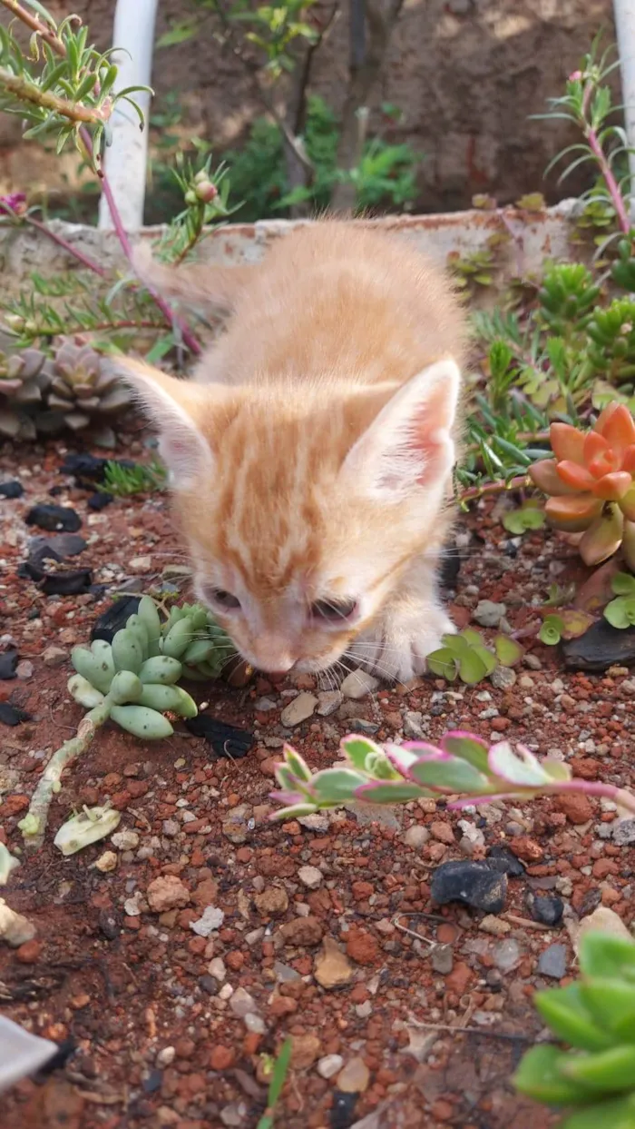 Gato ra a SRD-ViraLata idade Abaixo de 2 meses nome Caramelo