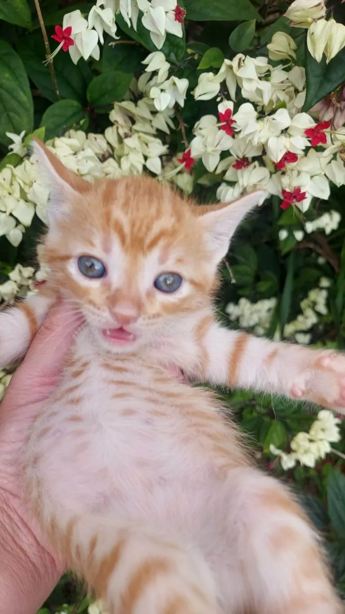 Gato ra a SRD-ViraLata idade Abaixo de 2 meses nome Caramelo