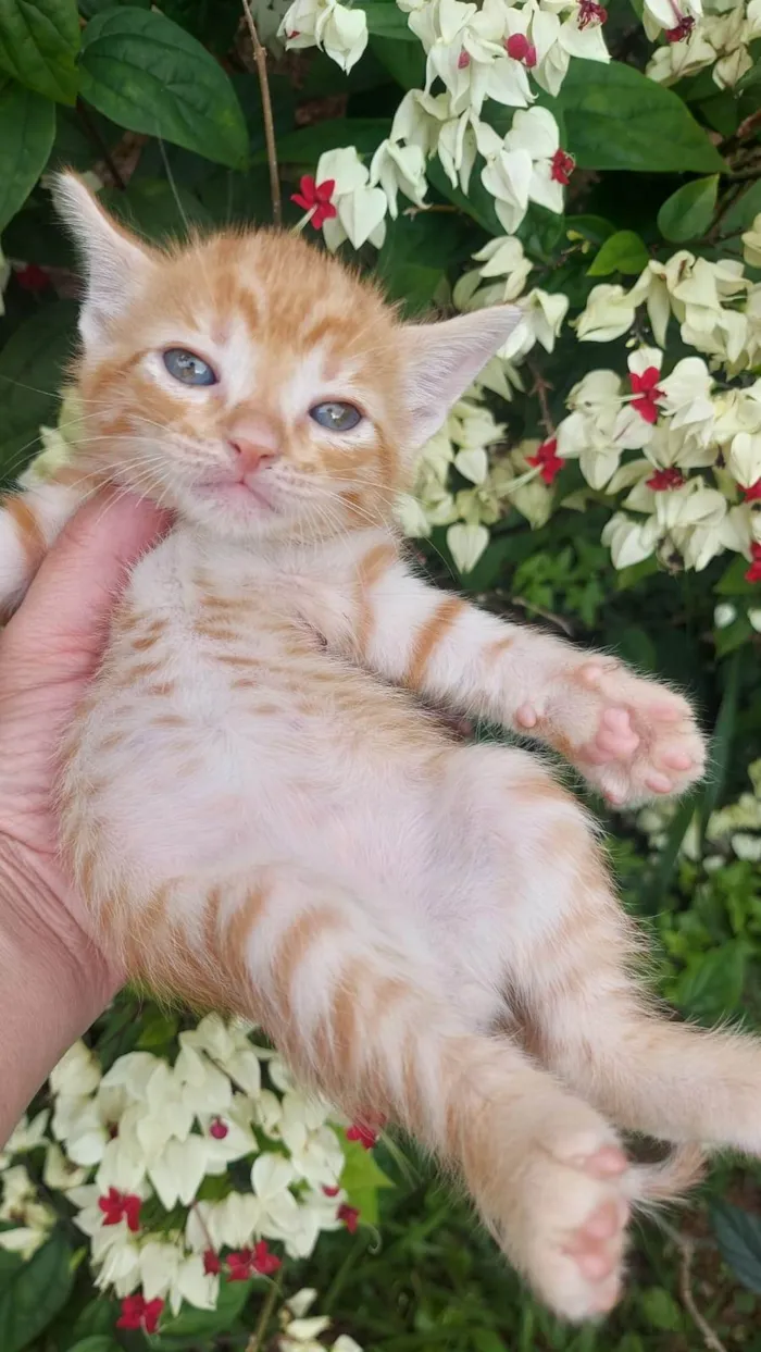 Gato ra a SRD-ViraLata idade Abaixo de 2 meses nome Caramelo