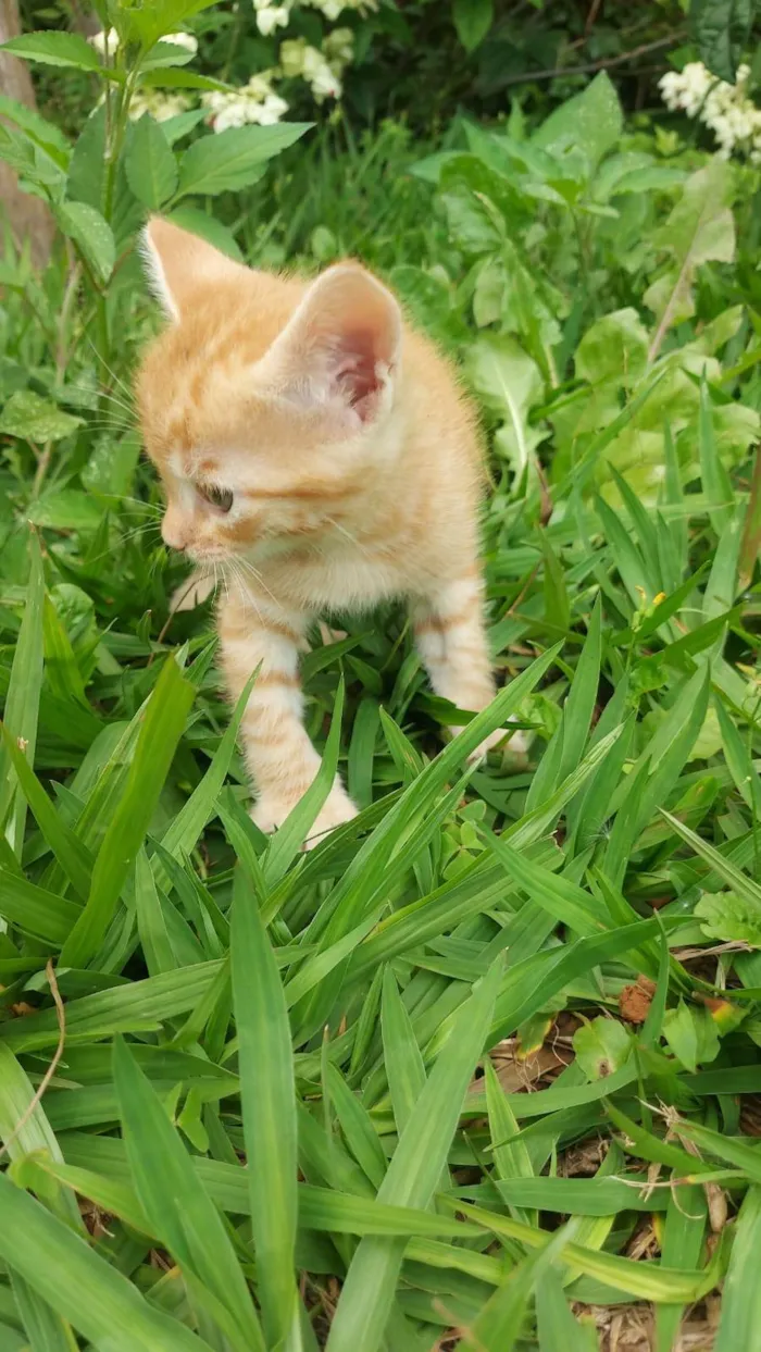 Gato ra a SRD-ViraLata idade Abaixo de 2 meses nome Caramelo