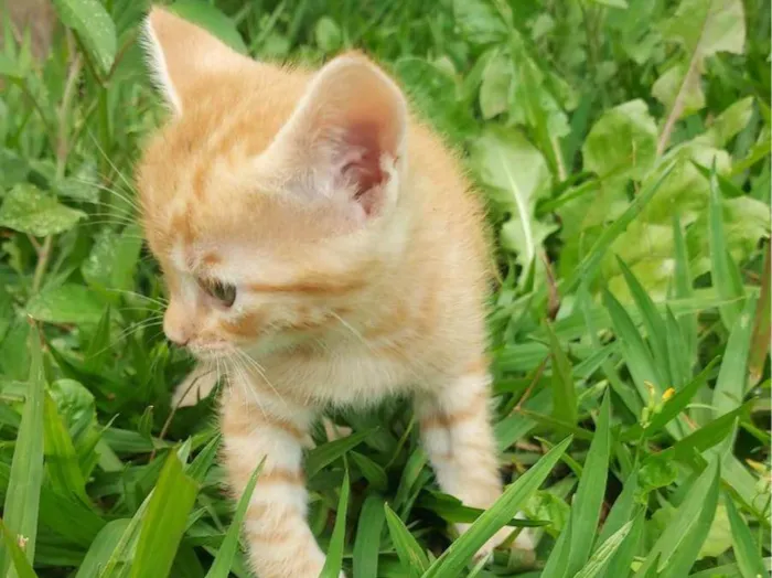 Gato ra a SRD-ViraLata idade Abaixo de 2 meses nome Caramelo