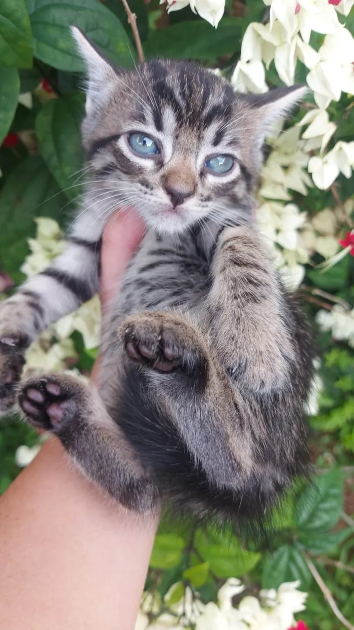 Gato ra a SRD-ViraLata idade Abaixo de 2 meses nome Chitaro