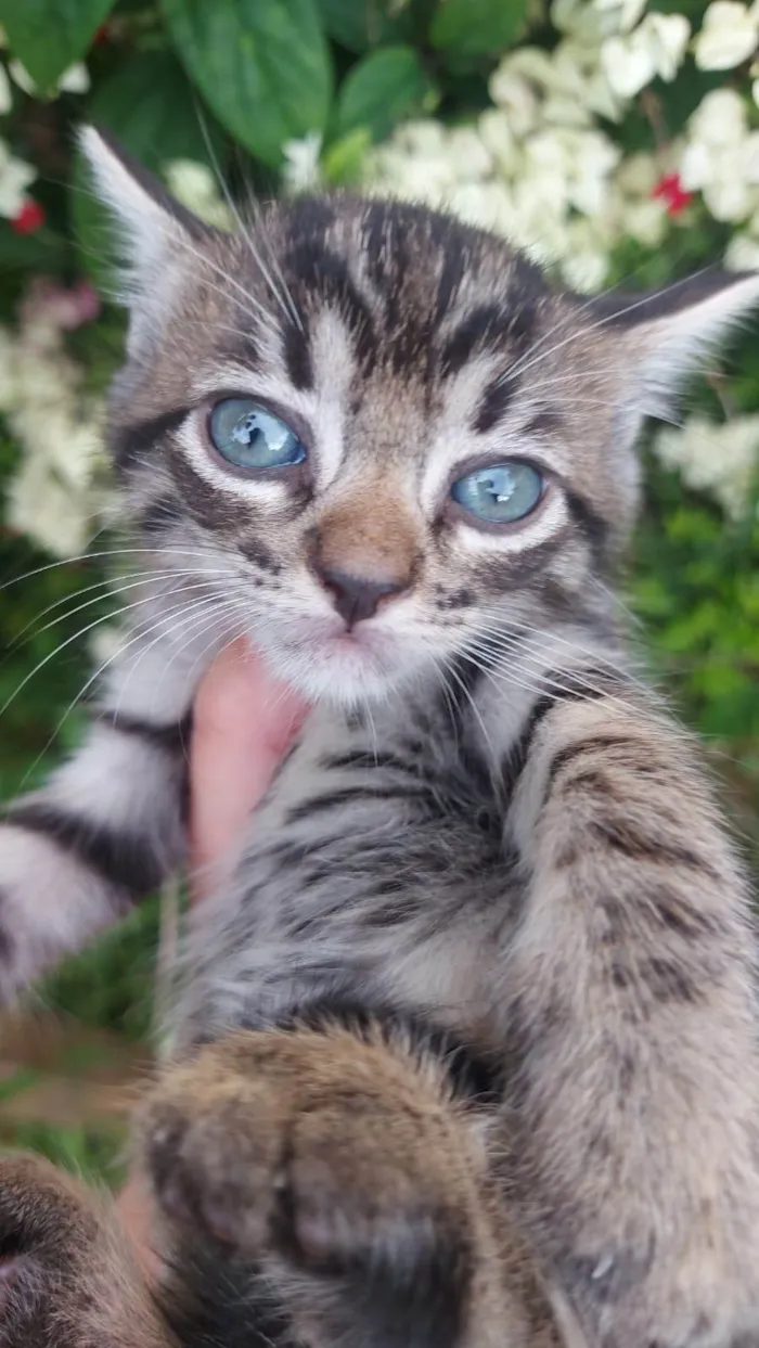 Gato ra a SRD-ViraLata idade Abaixo de 2 meses nome Chitaro