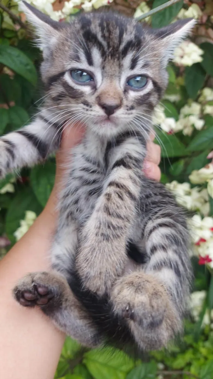 Gato ra a SRD-ViraLata idade Abaixo de 2 meses nome Chitaro