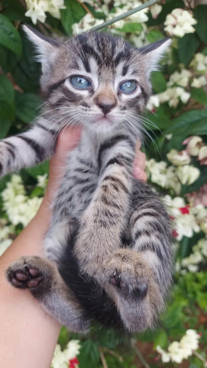 Gato ra a SRD-ViraLata idade Abaixo de 2 meses nome Chitaro