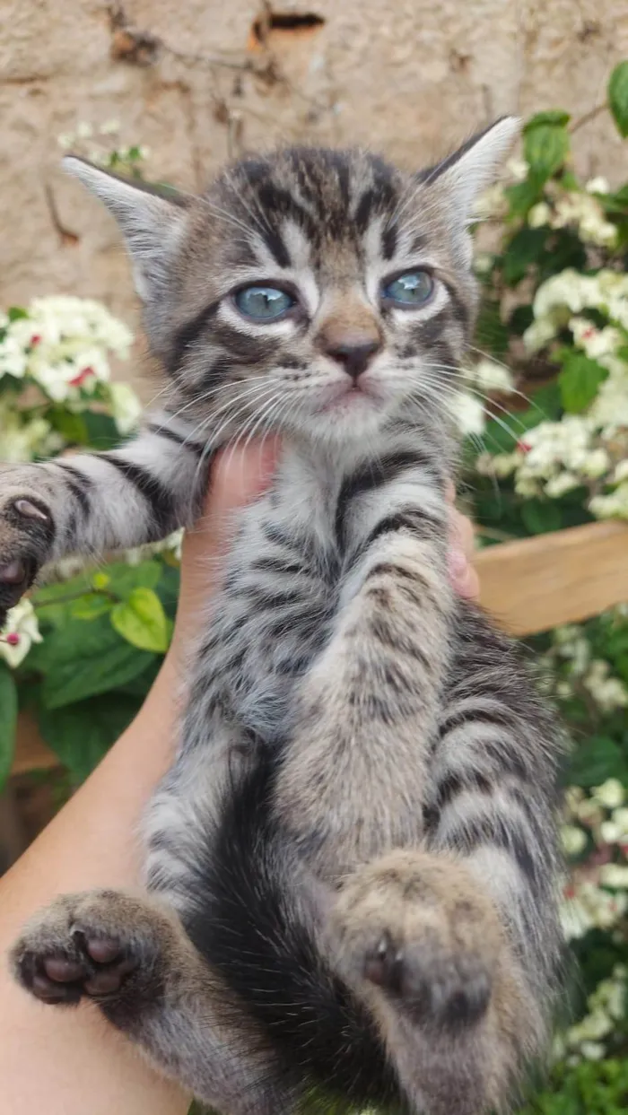 Gato ra a SRD-ViraLata idade Abaixo de 2 meses nome Chitaro