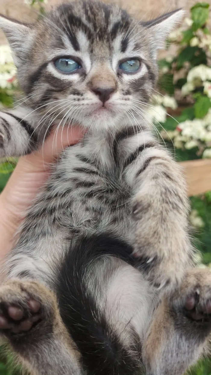 Gato ra a SRD-ViraLata idade Abaixo de 2 meses nome Chitaro