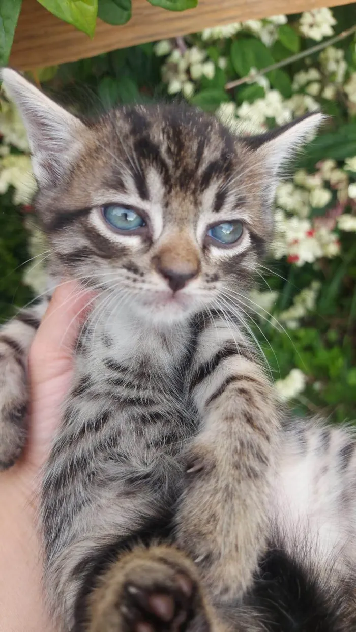 Gato ra a SRD-ViraLata idade Abaixo de 2 meses nome Chitaro