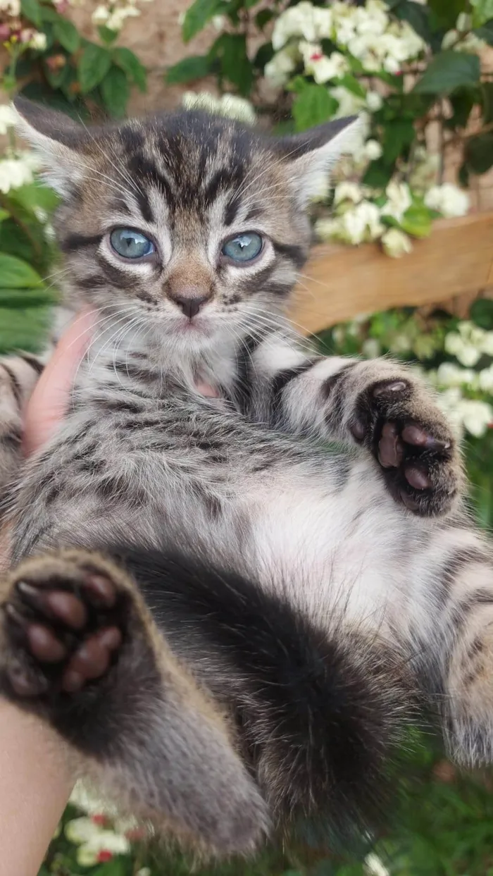 Gato ra a SRD-ViraLata idade Abaixo de 2 meses nome Chitaro