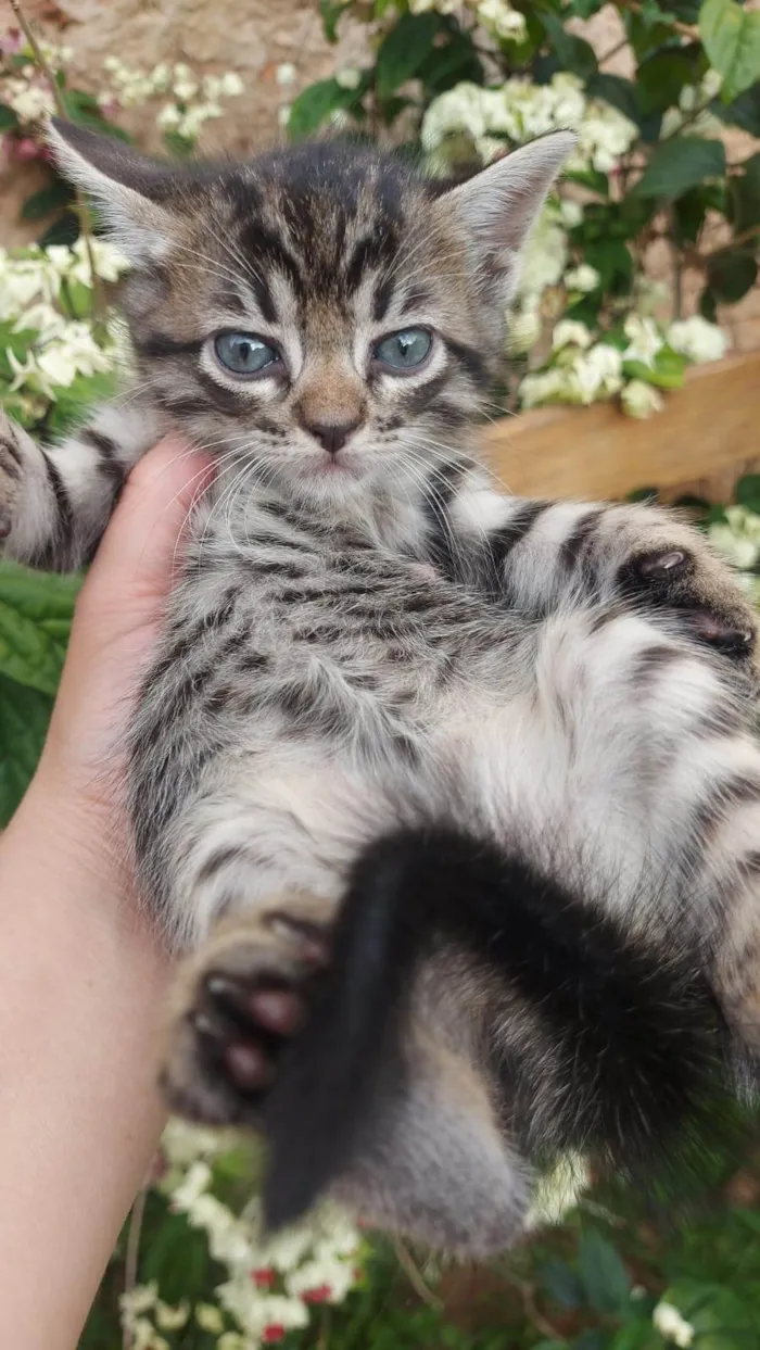 Gato ra a SRD-ViraLata idade Abaixo de 2 meses nome Chitaro