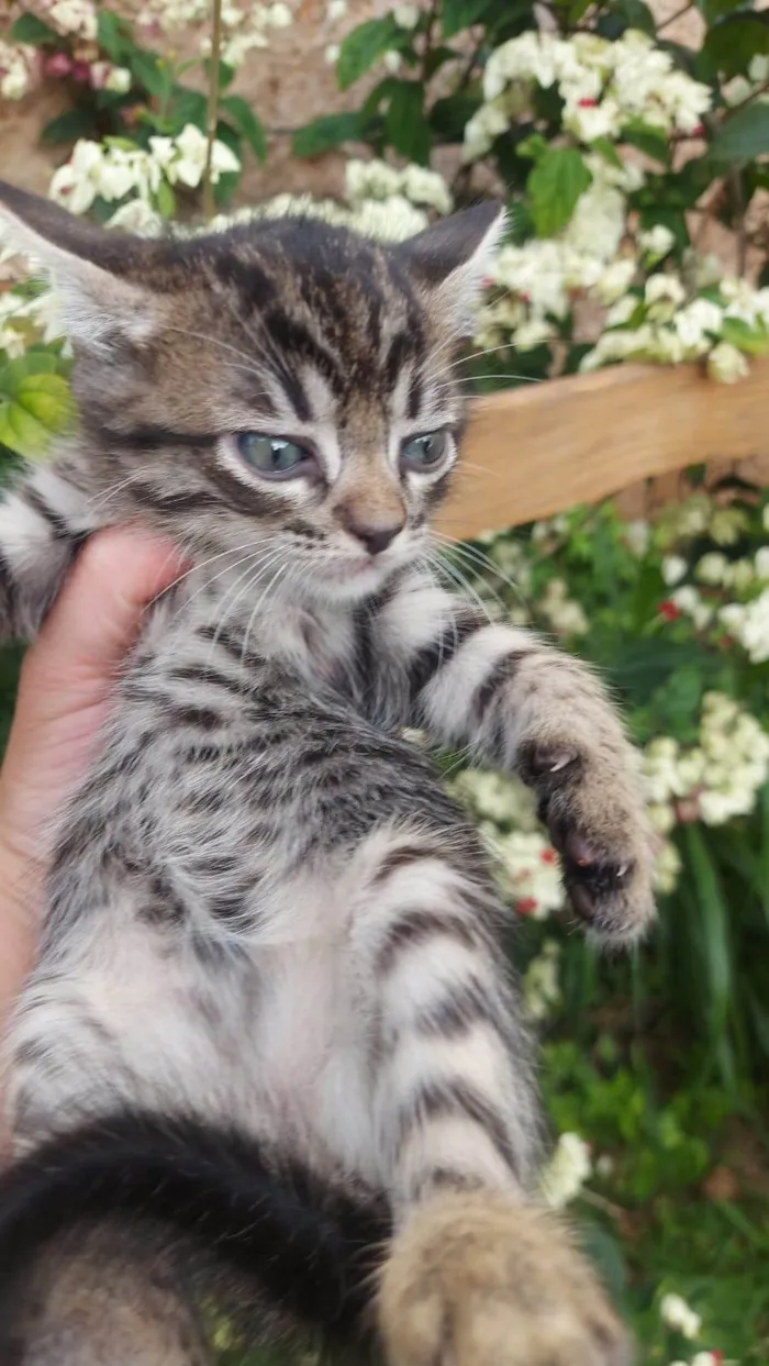 Gato ra a SRD-ViraLata idade Abaixo de 2 meses nome Chitaro