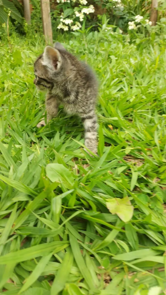 Gato ra a SRD-ViraLata idade Abaixo de 2 meses nome Chitaro