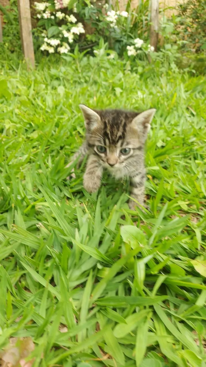 Gato ra a SRD-ViraLata idade Abaixo de 2 meses nome Chitaro