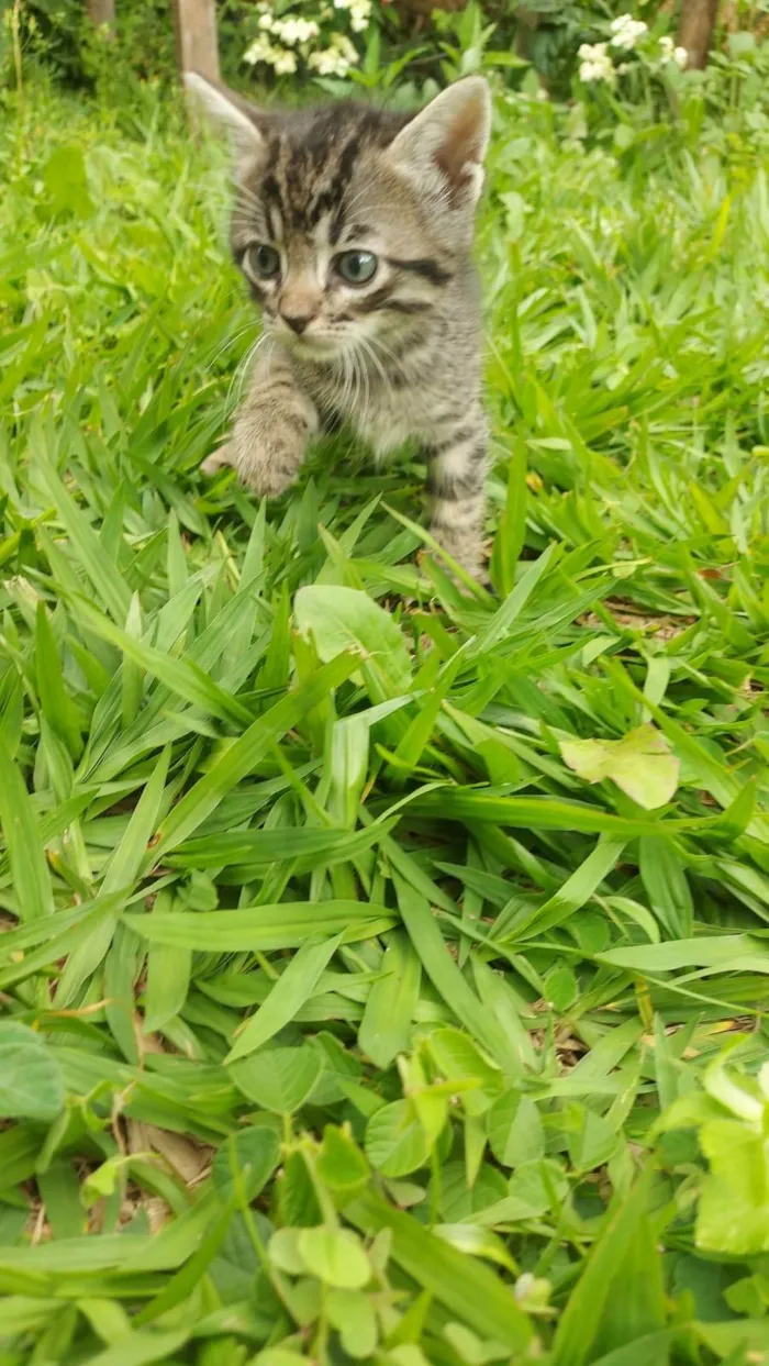 Gato ra a SRD-ViraLata idade Abaixo de 2 meses nome Chitaro