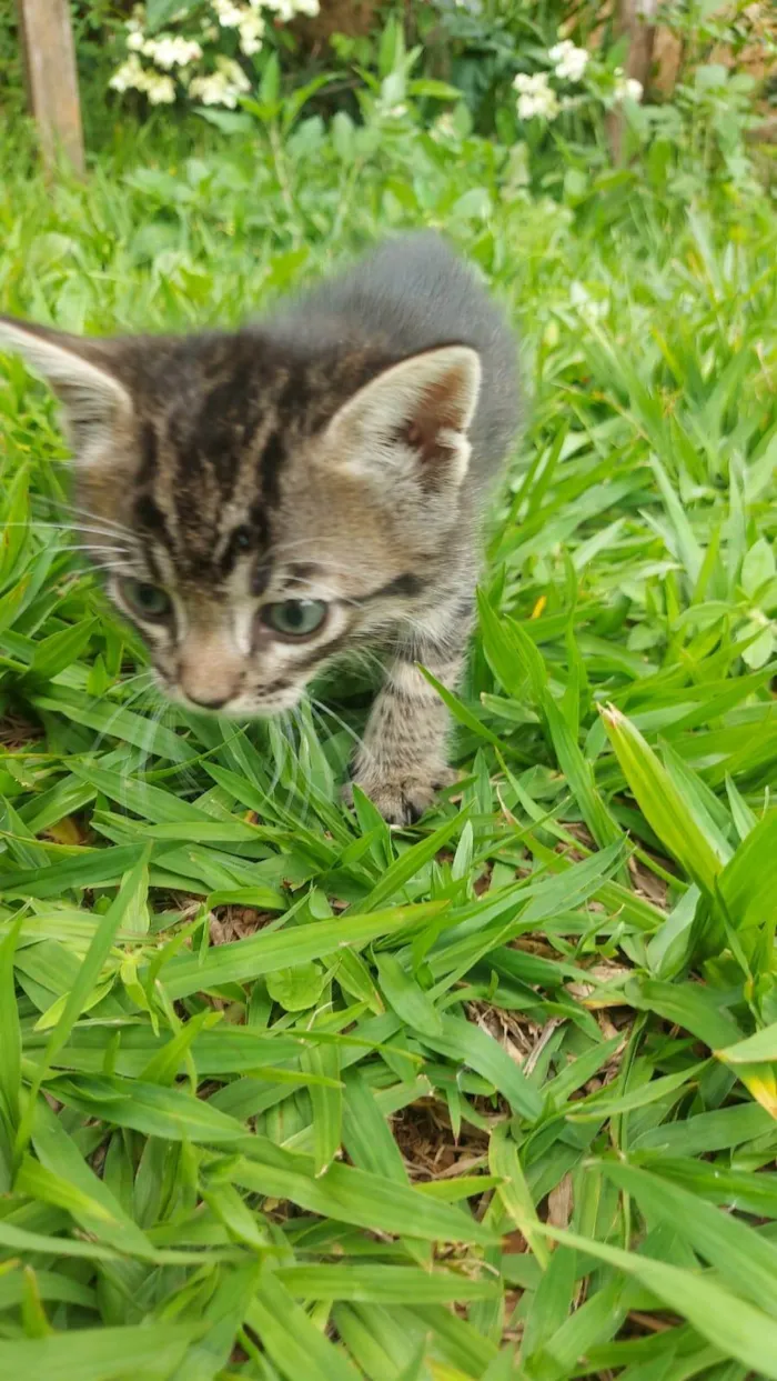 Gato ra a SRD-ViraLata idade Abaixo de 2 meses nome Chitaro