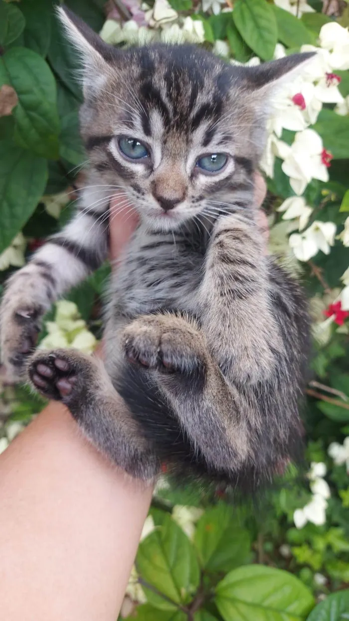 Gato ra a SRD-ViraLata idade Abaixo de 2 meses nome Chitaro