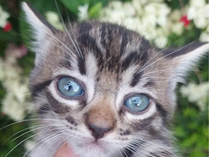 Gato ra a SRD-ViraLata idade Abaixo de 2 meses nome Chitaro