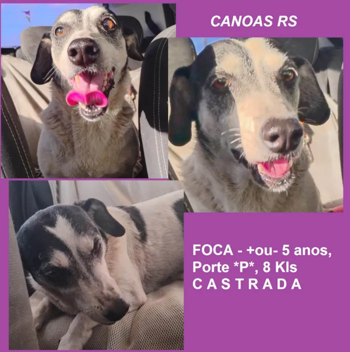 Cachorro ra a SRD-ViraLata idade 5 anos nome F O C A