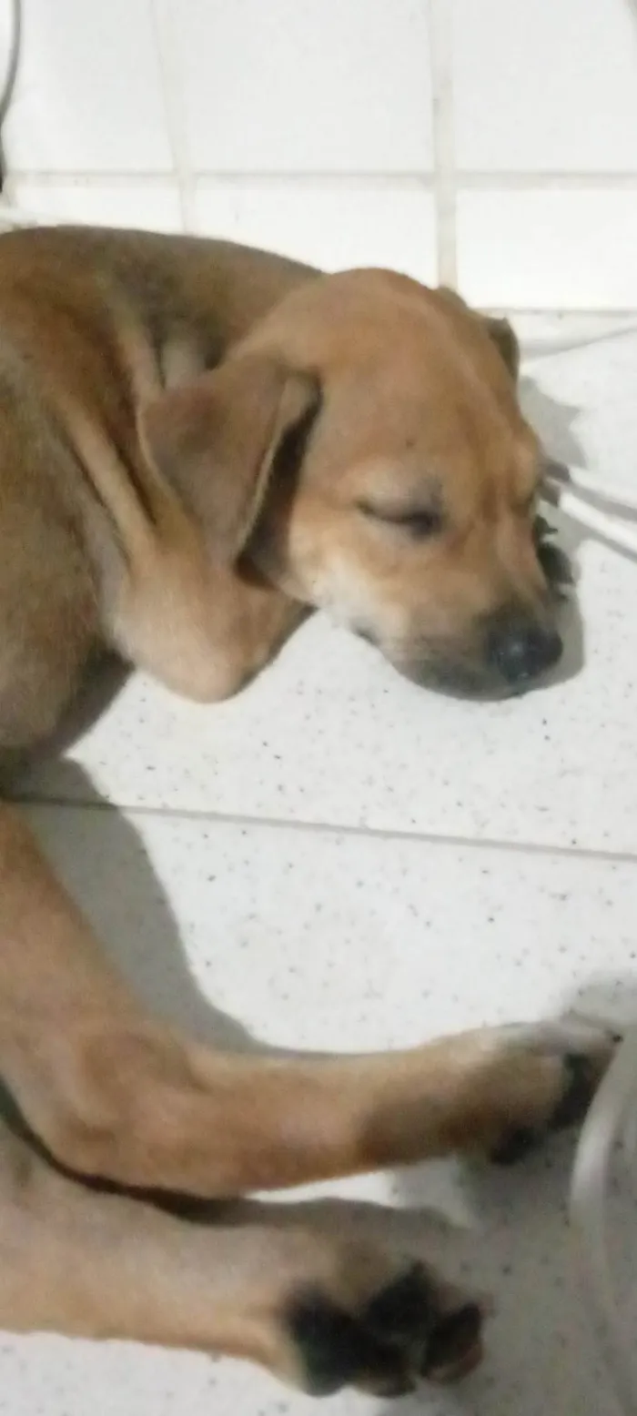 Cachorro ra a SRD-ViraLata idade 2 a 6 meses nome cacau