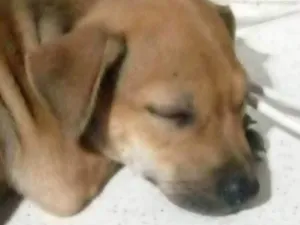 Cachorro raça SRD-ViraLata idade 2 a 6 meses nome cacau