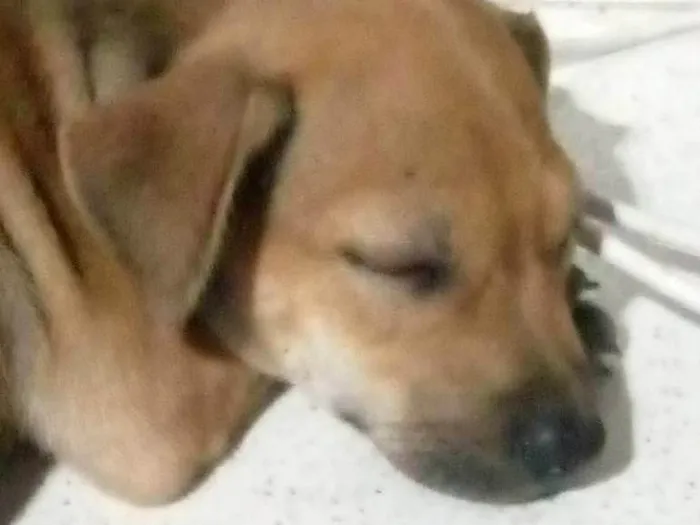 Cachorro ra a SRD-ViraLata idade 2 a 6 meses nome cacau