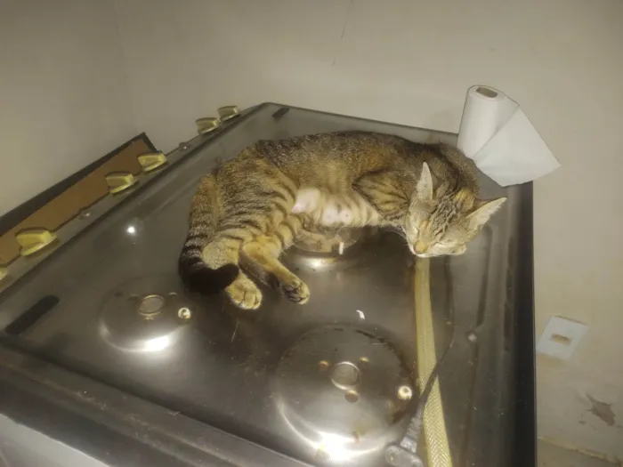 Gato ra a SRD-ViraLata idade Abaixo de 2 meses nome Gama