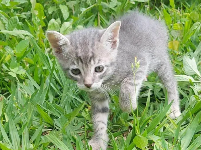 Gato ra a SRD-ViraLata idade Abaixo de 2 meses nome Betina