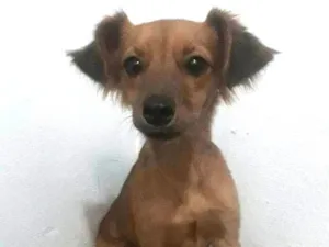 Cachorro raça SRD-ViraLata idade 2 a 6 meses nome Bella 