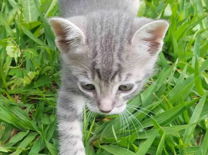 Gato ra a SRD-ViraLata idade Abaixo de 2 meses nome Gama