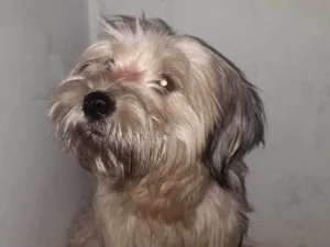 Cachorro raça Shitzu idade 3 anos nome Lua