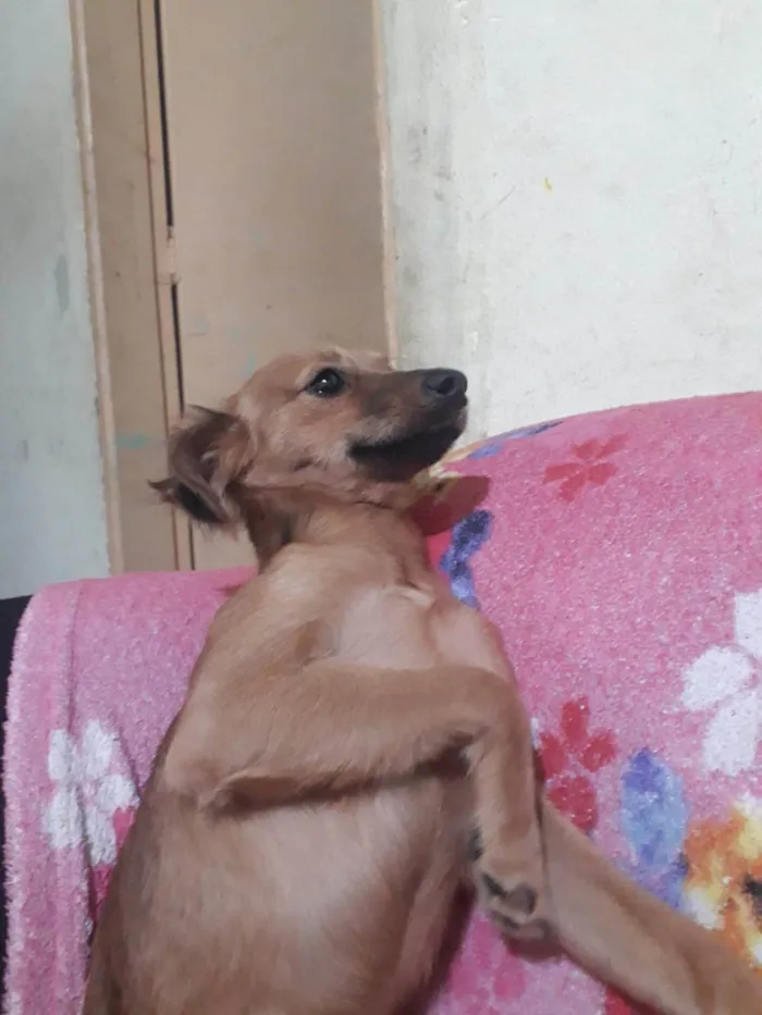 Cachorro ra a SRD-ViraLata idade 2 a 6 meses nome Bella 